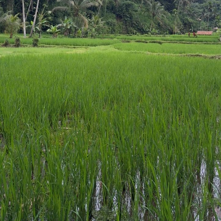 FREE HOLD Ubud Land for Sale in a Top Tier Location